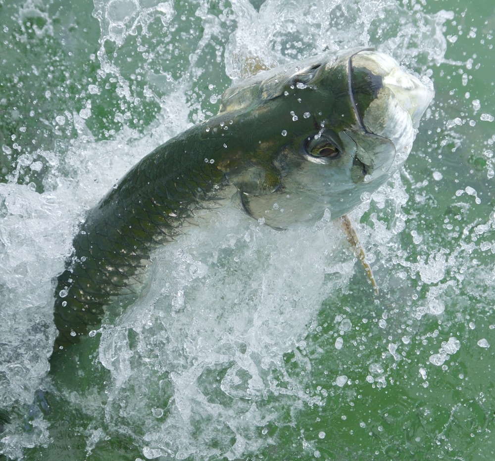 Tarpon Jumping