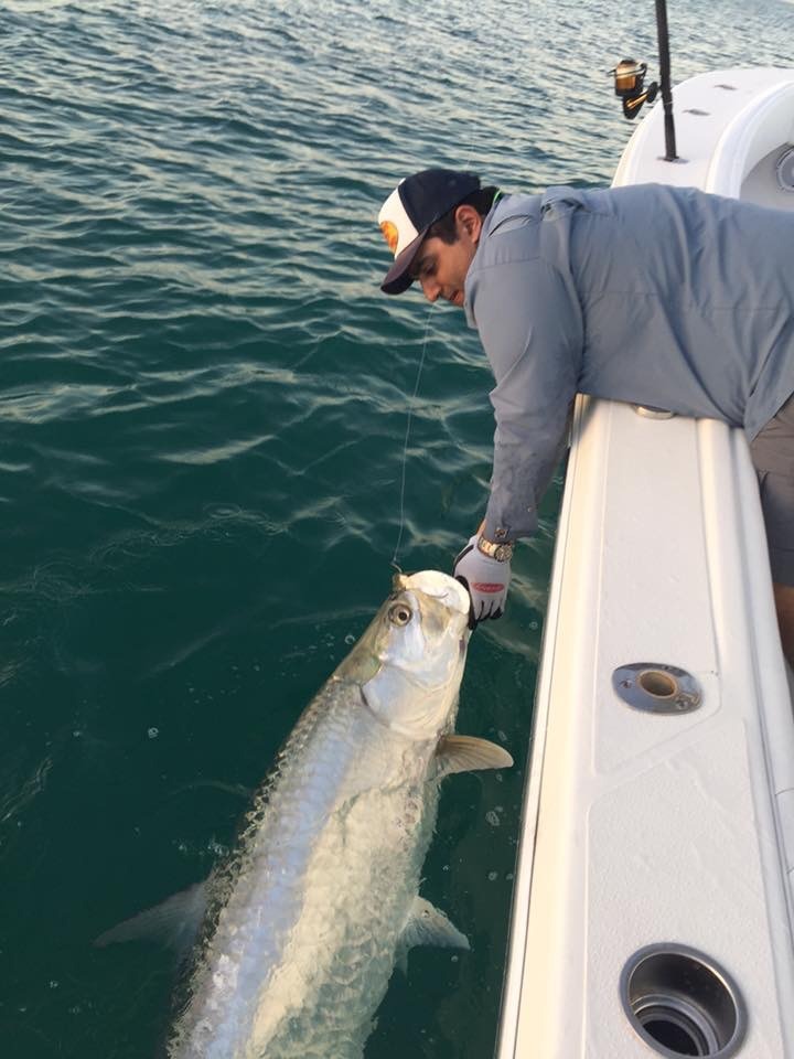 tarpon