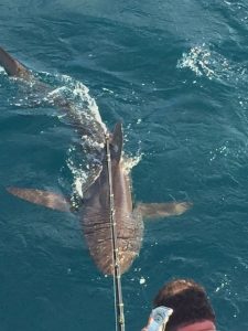 Monster Duskey Shark