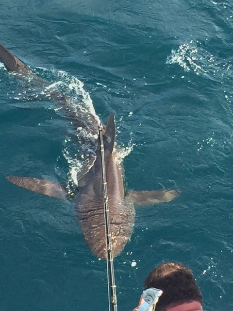 Monster Duskey Shark