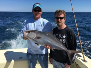 AmberJacks On the Ship wrecks