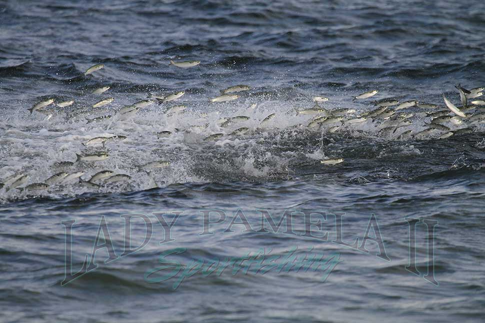 Mullet Run