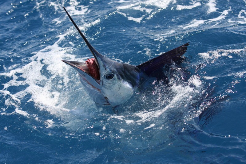 sailfish5