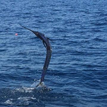 sailfish jump