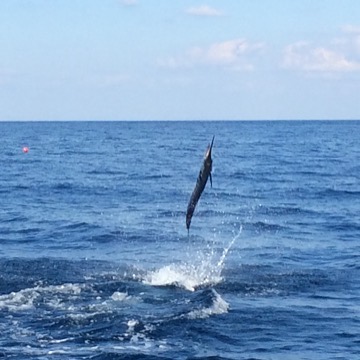 sailfish-jump