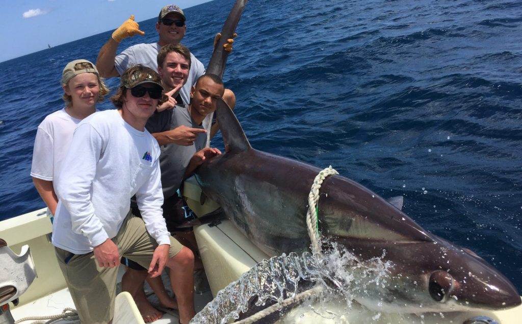 Thresher shark