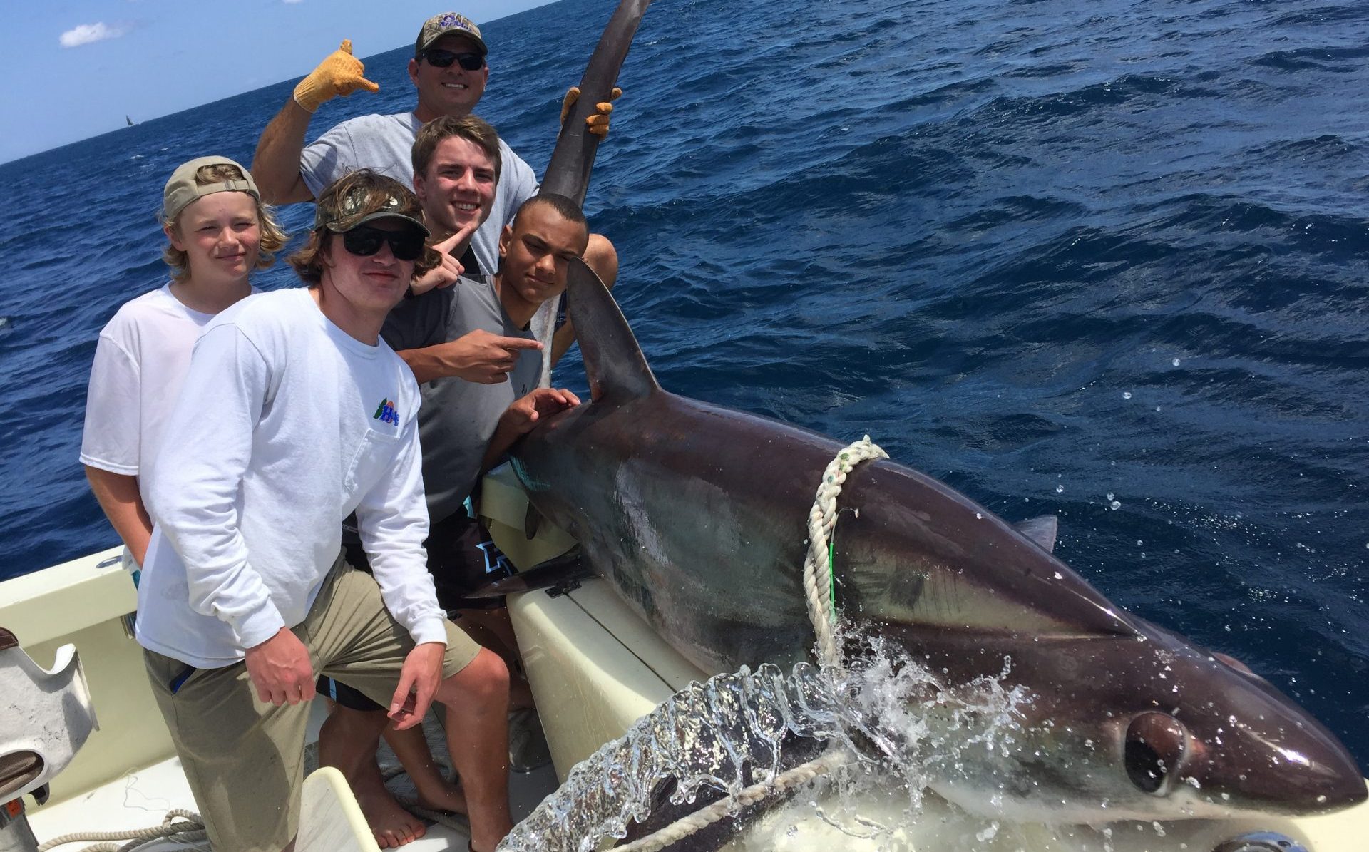 Thresher shark