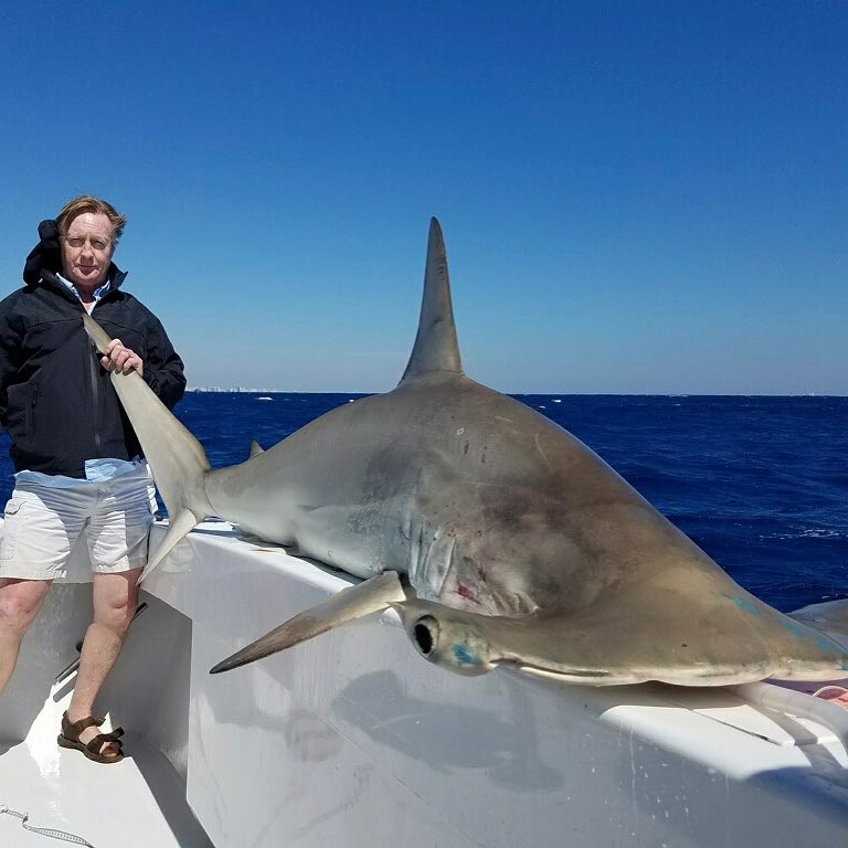 shark fishing