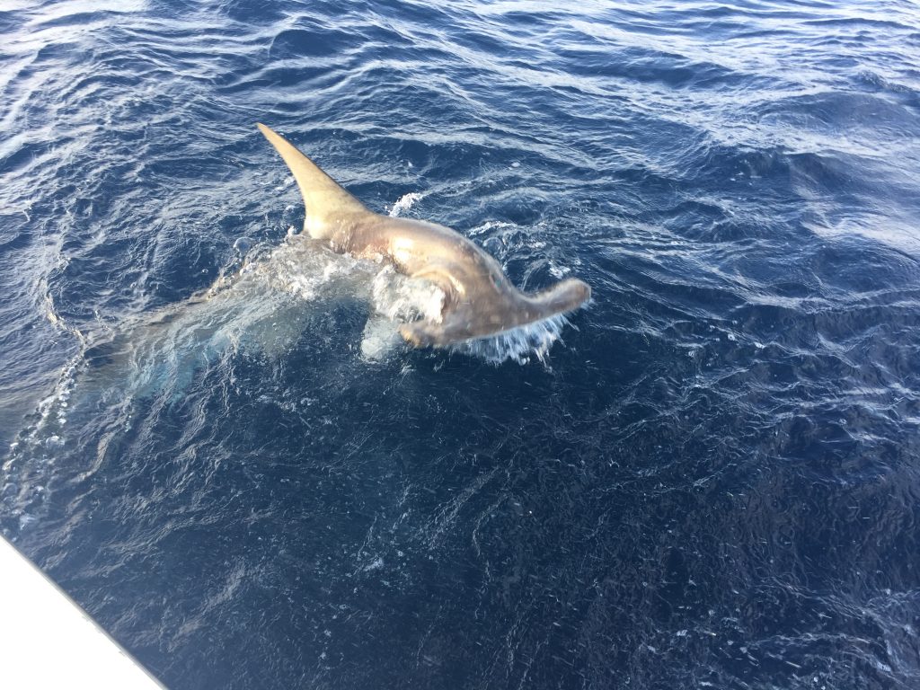 hammer head fish