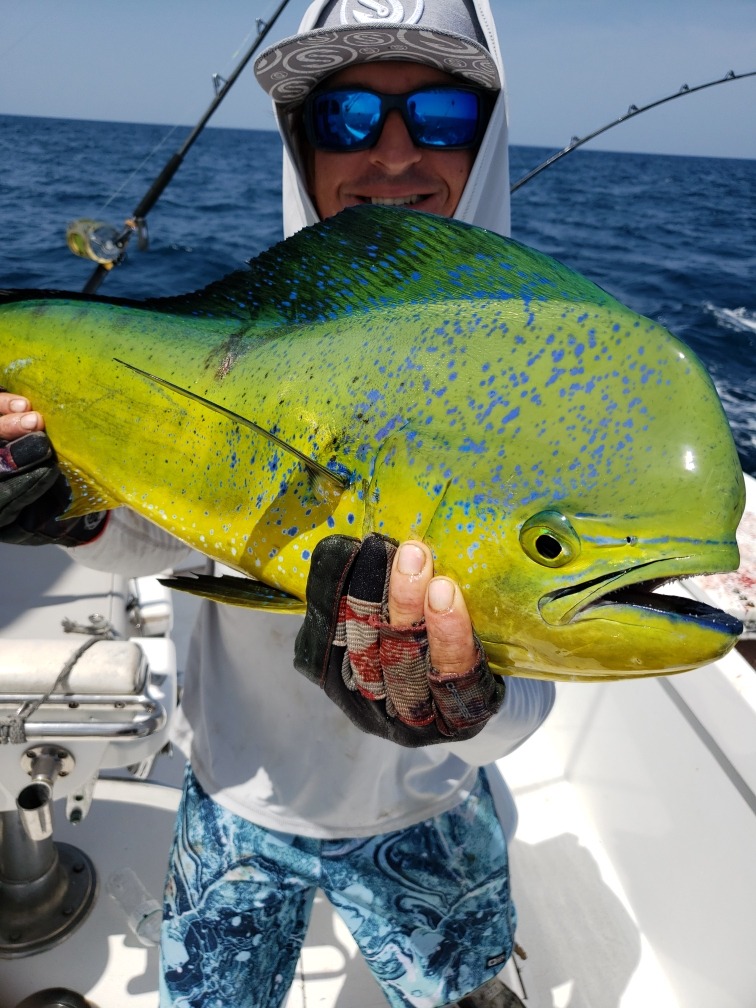 Mahi mahi fish