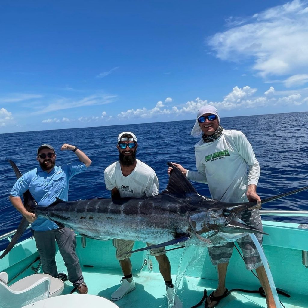 blacktip shark Archives