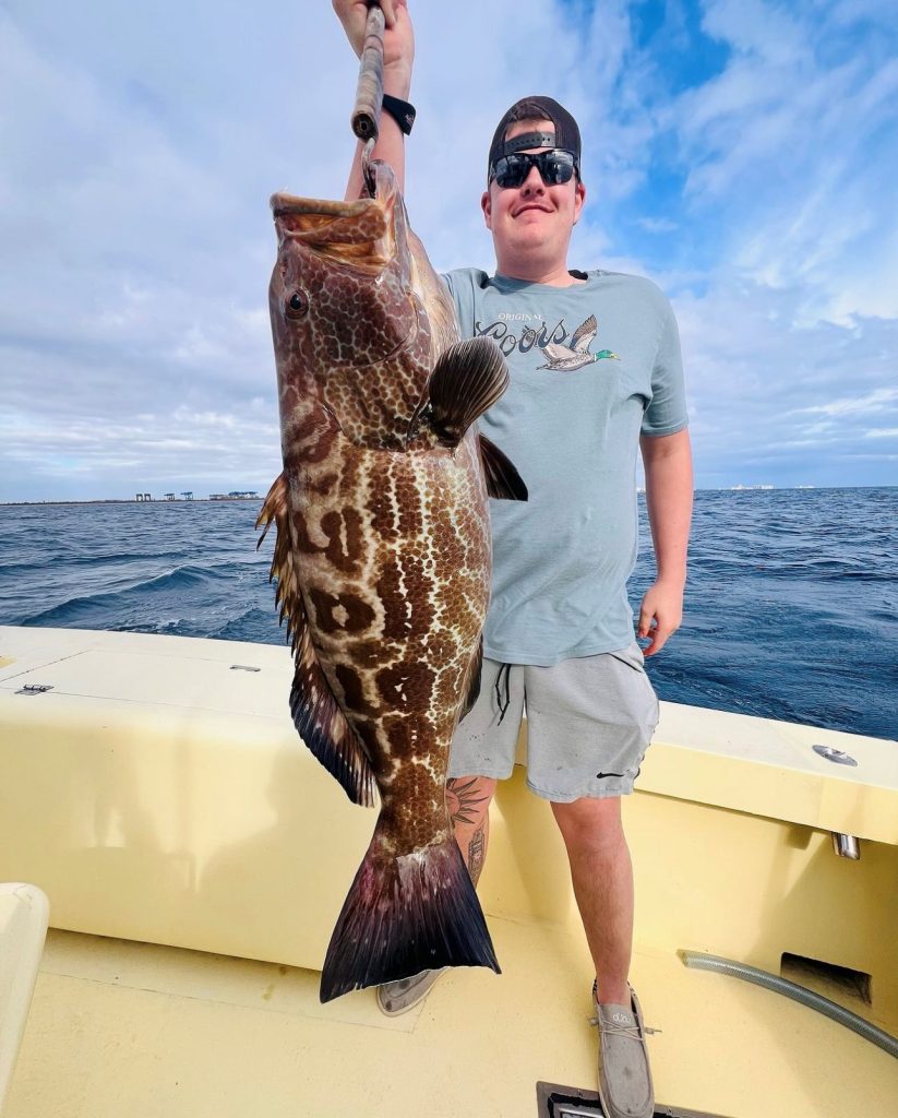 Black Grouper