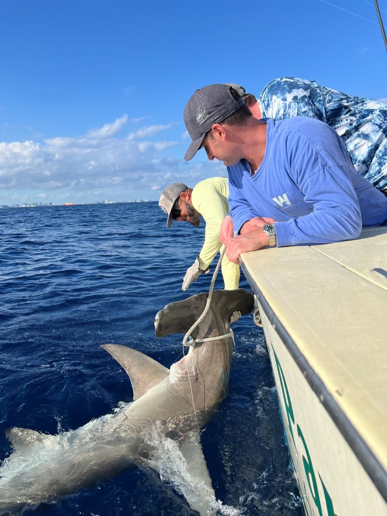 sportfishing hammerhead shark